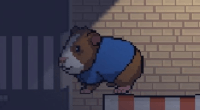 Guinea Pig